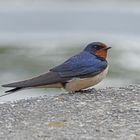 Rauchschwalbe (Hirundo rustica)