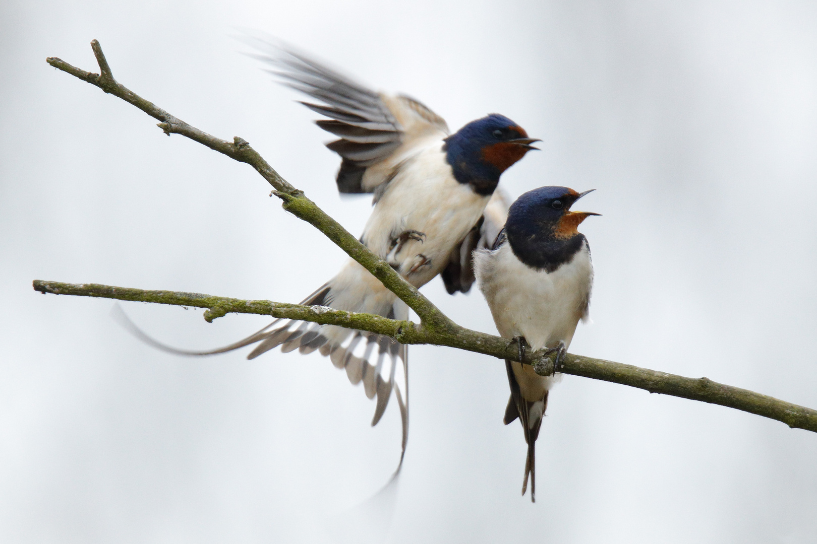 Rauchschwalbe (Hirundo rustica)