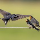 Rauchschwalbe (Hirundo rustica)