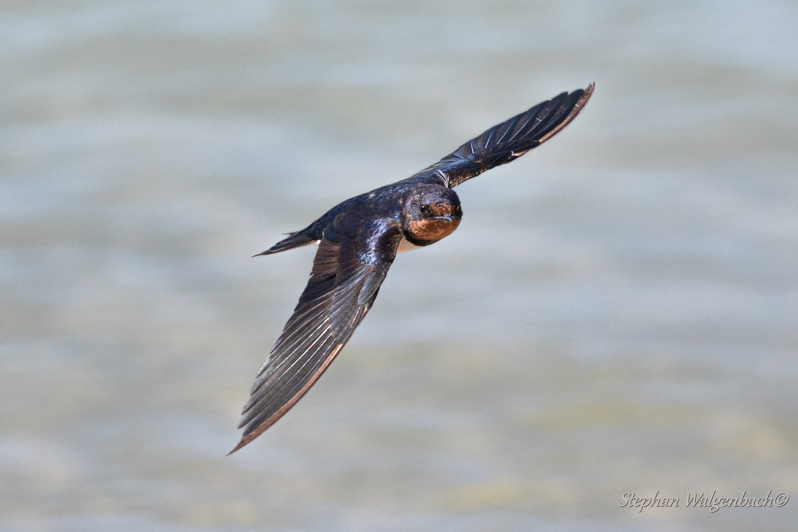 Rauchschwalbe (Hirundo rustica)