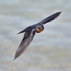 Rauchschwalbe (Hirundo rustica)