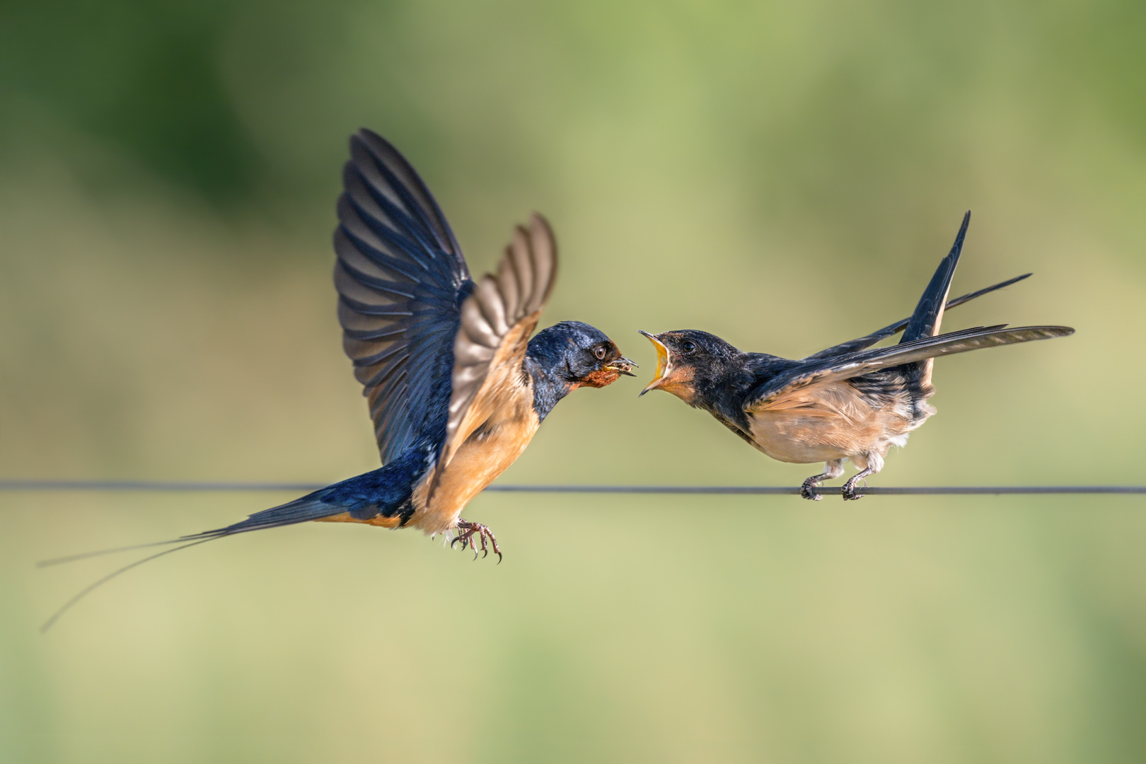 Rauchschwalbe (Hirundo rustica)