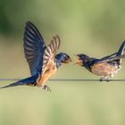 Rauchschwalbe (Hirundo rustica)