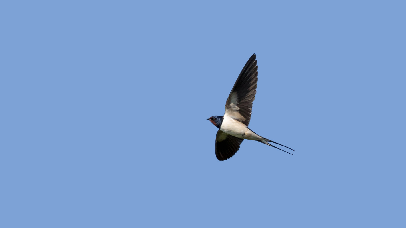 Rauchschwalbe (Hirundo rustica)