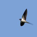 Rauchschwalbe (Hirundo rustica)