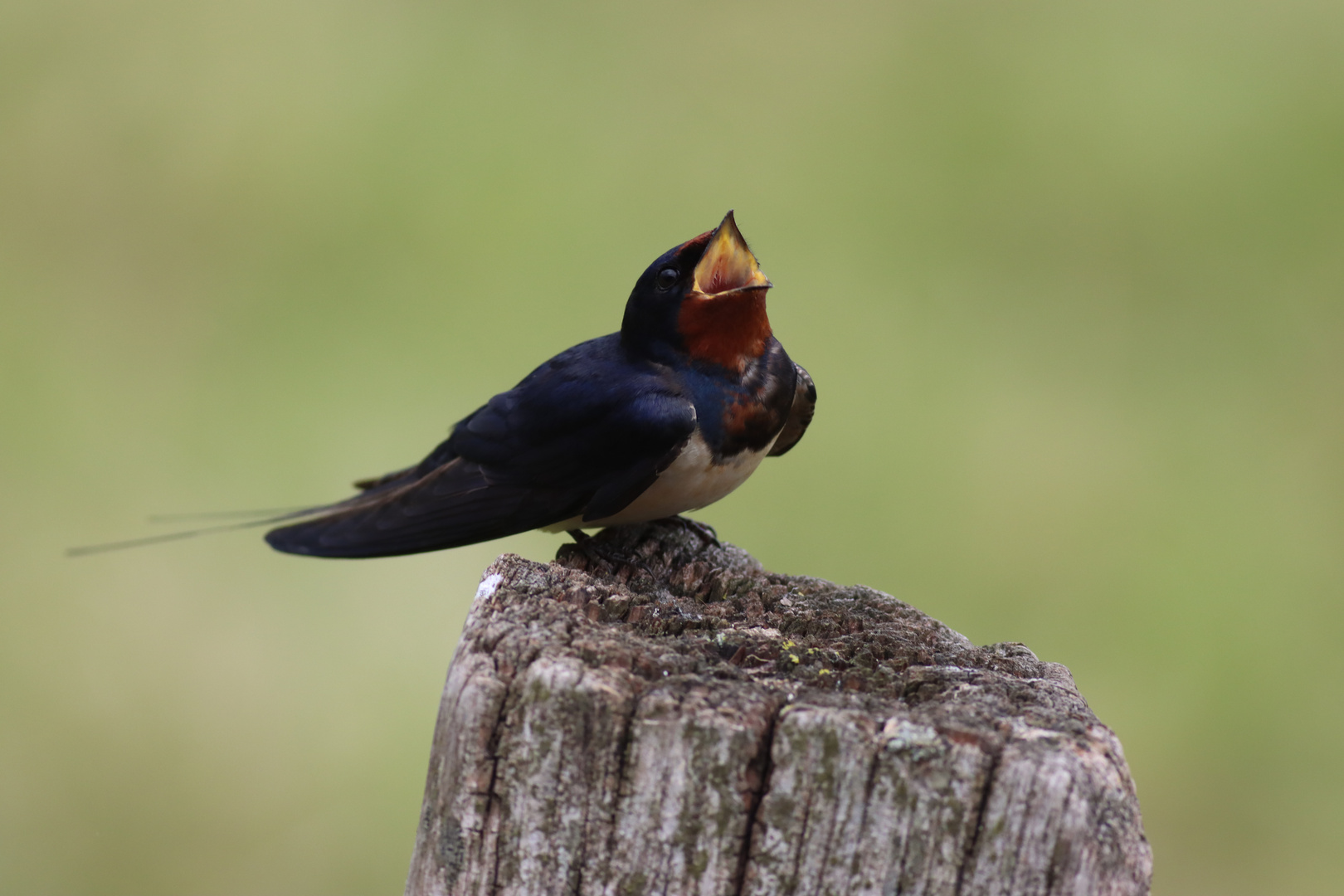 Rauchschwalbe (Hirundo rustica)