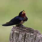 Rauchschwalbe (Hirundo rustica)