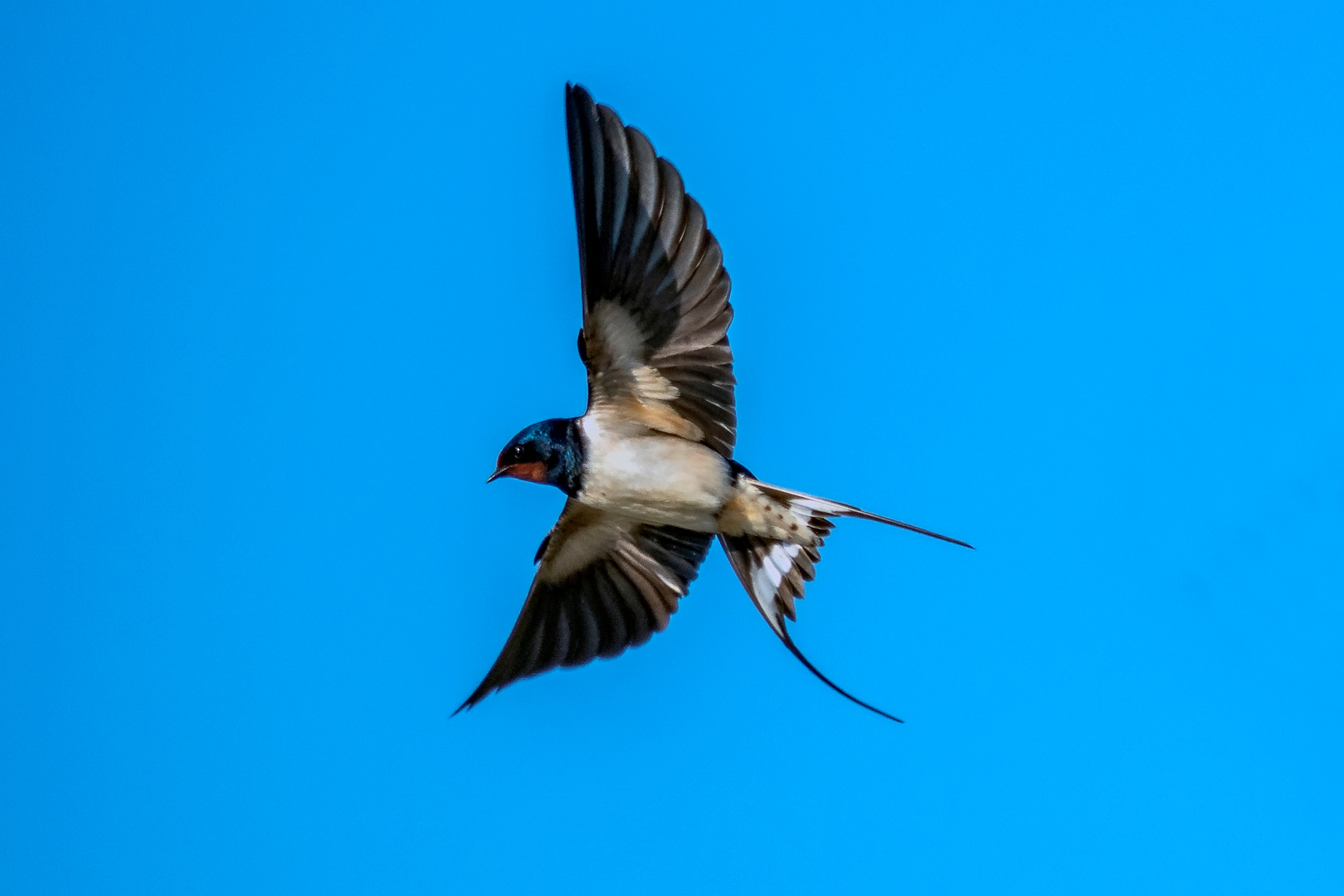 Rauchschwalbe (Hirundo rustica)