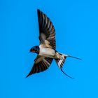 Rauchschwalbe (Hirundo rustica)