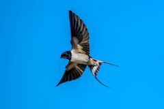 Rauchschwalbe (Hirundo rustica)