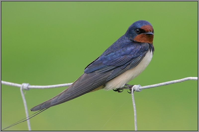 Rauchschwalbe (Hirundo rustica)