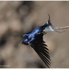 --- Rauchschwalbe --- ( Hirundo rustica )