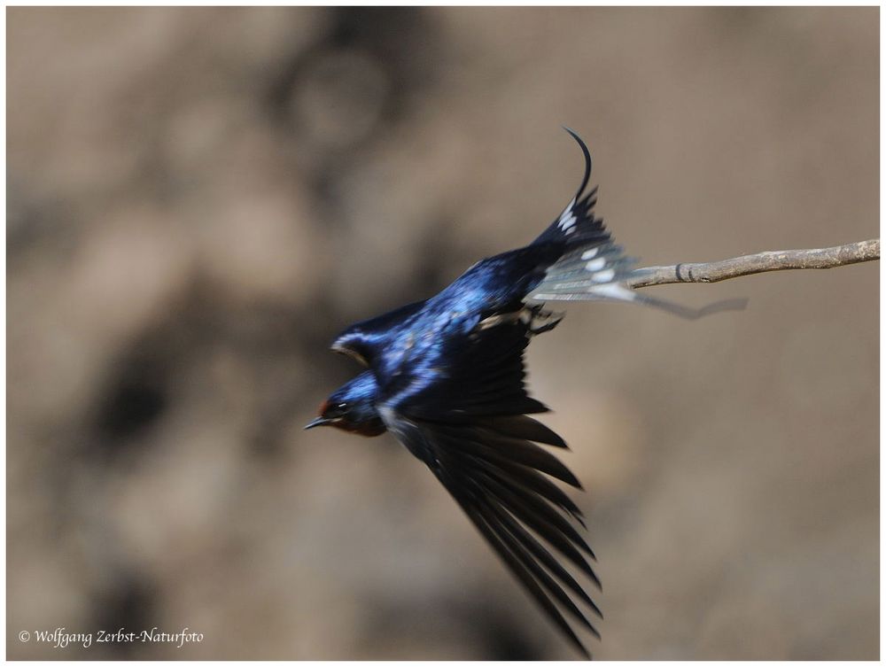 --- Rauchschwalbe --- ( Hirundo rustica )