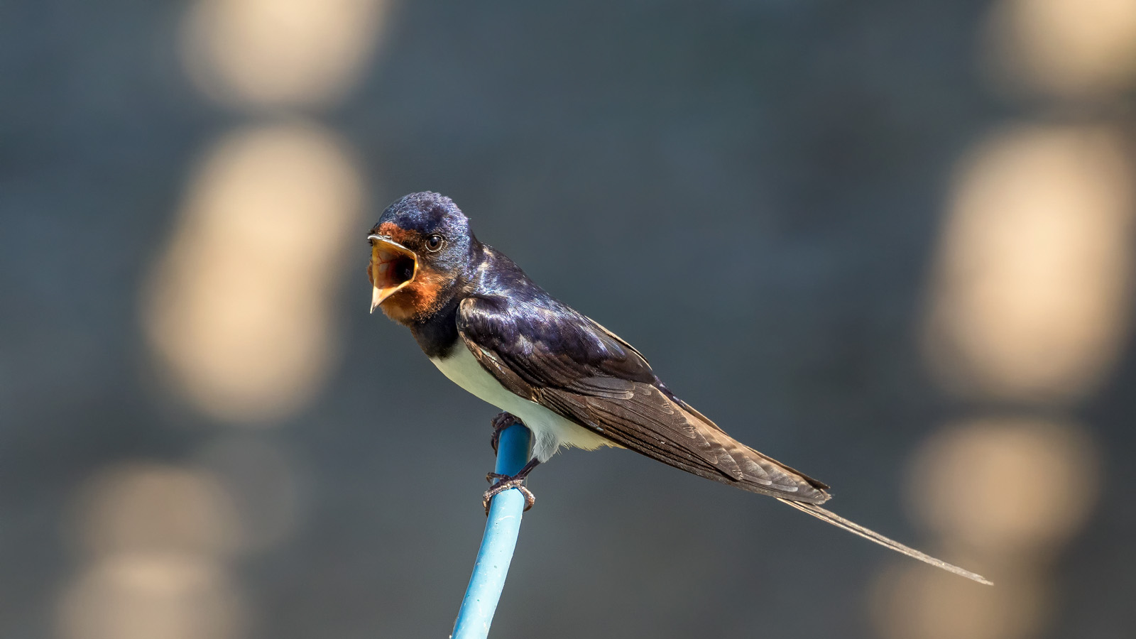 Rauchschwalbe (Hirundo rustica)