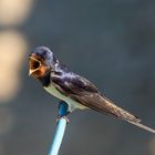 Rauchschwalbe (Hirundo rustica)