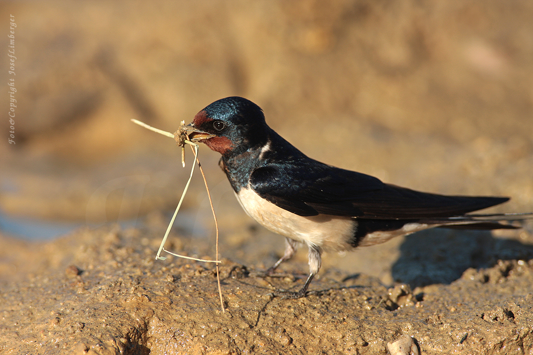 Rauchschwalbe (Hirundo rustica) Copyright Josef Limberger 