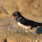 Rauchschwalbe (Hirundo rustica) Copyright Josef Limberger 