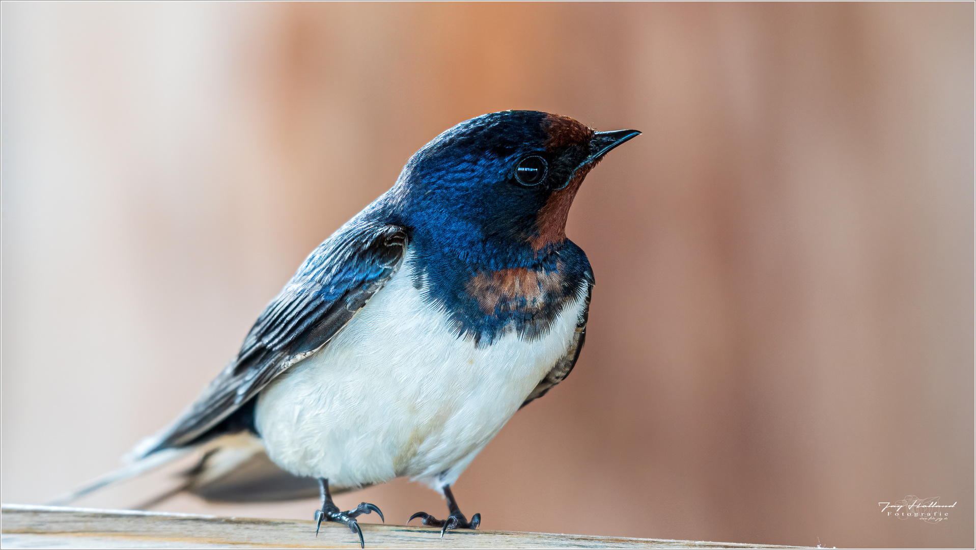 Rauchschwalbe (Hirundo rustica)