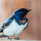 Rauchschwalbe (Hirundo rustica)