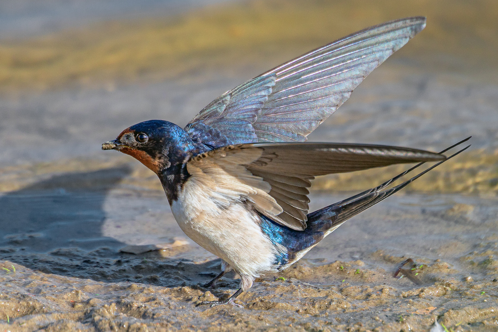 Rauchschwalbe (Hirundo rustica)