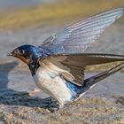 Rauchschwalbe (Hirundo rustica)