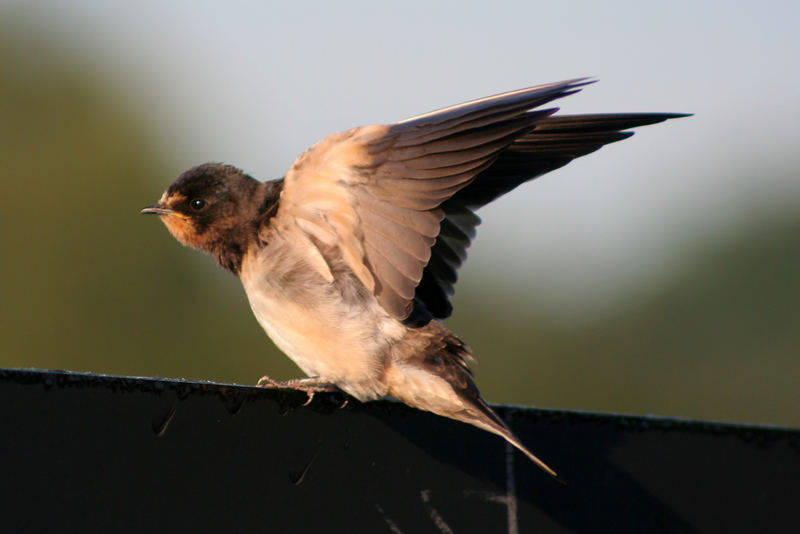 Rauchschwalbe (Hirundo rustica)