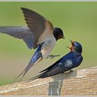 Rauchschwalbe (Hirundo rustica)