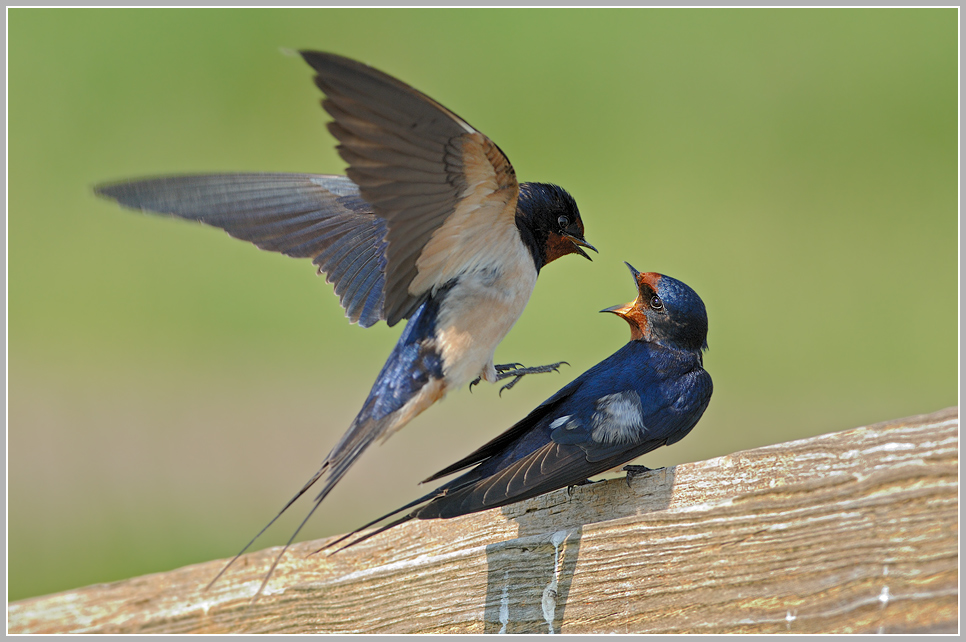 Rauchschwalbe (Hirundo rustica)