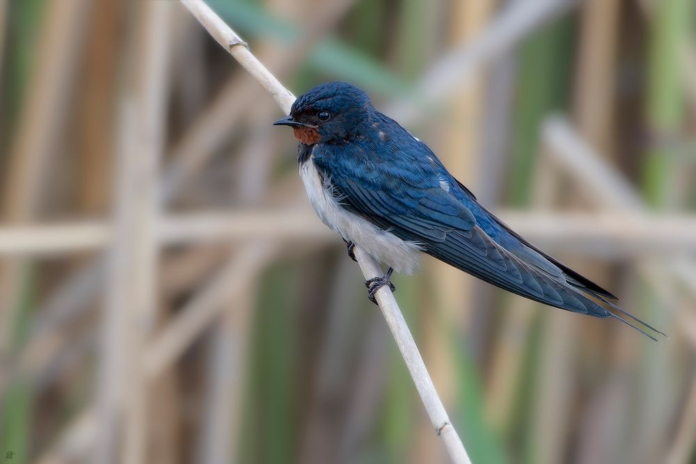 Rauchschwalbe | Hirundo rustica, Hausschwalbe und Gabelschwalbe genannt