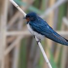 Rauchschwalbe | Hirundo rustica, Hausschwalbe und Gabelschwalbe genannt