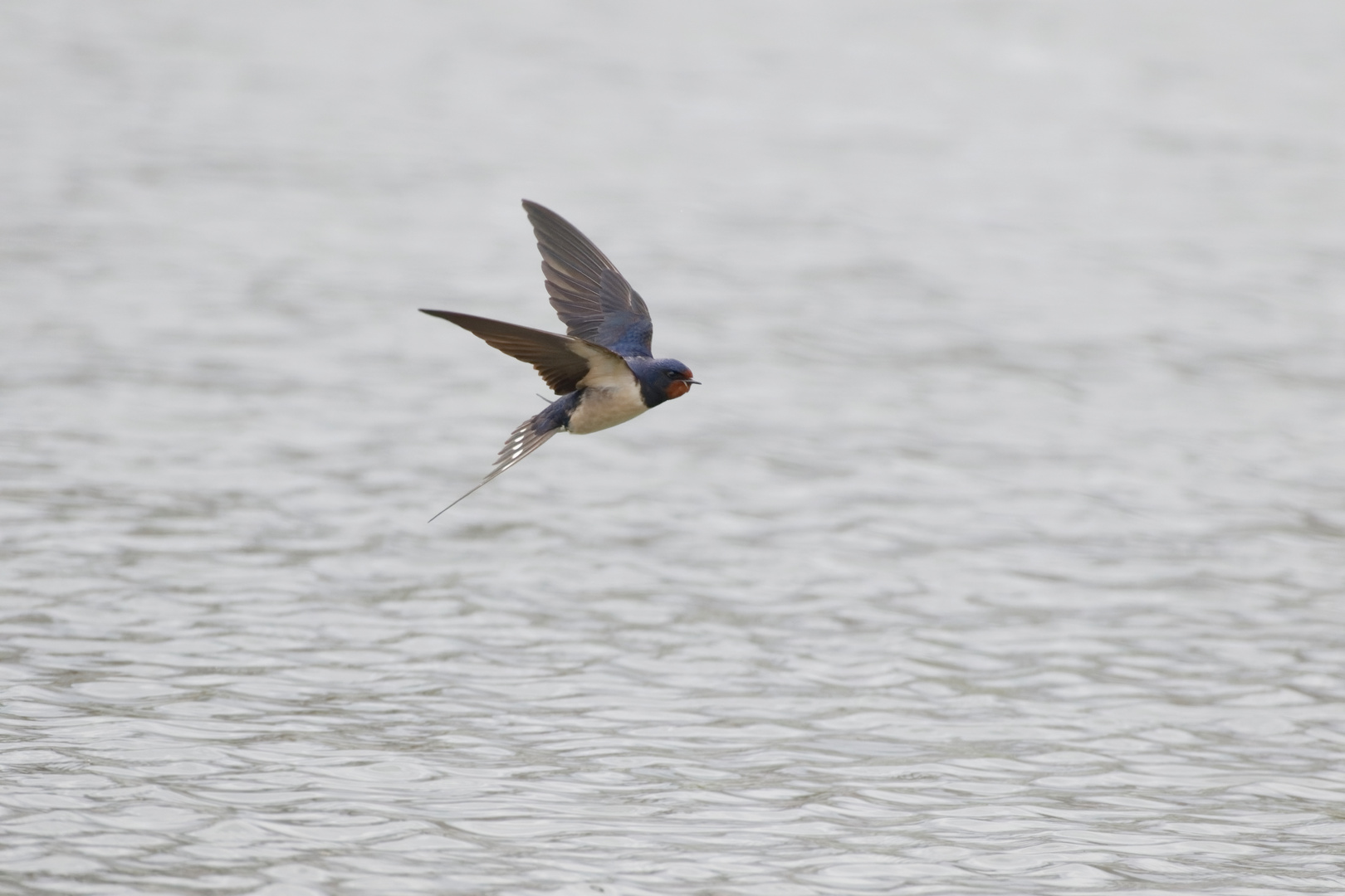 Rauchschwalbe (Hirundo rustica),  im Flug 