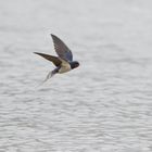 Rauchschwalbe (Hirundo rustica),  im Flug 