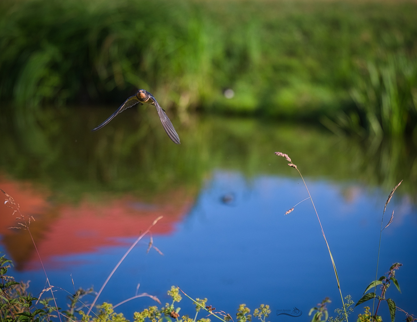 Rauchschwalbe im Anflug 