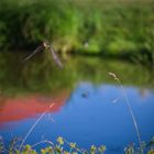 Rauchschwalbe im Anflug 