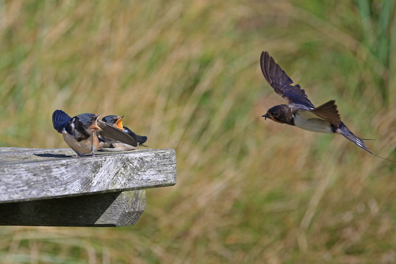 Rauchschwalbe im Anflug zur Fütterung