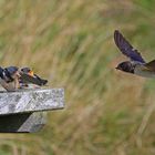 Rauchschwalbe im Anflug zur Fütterung