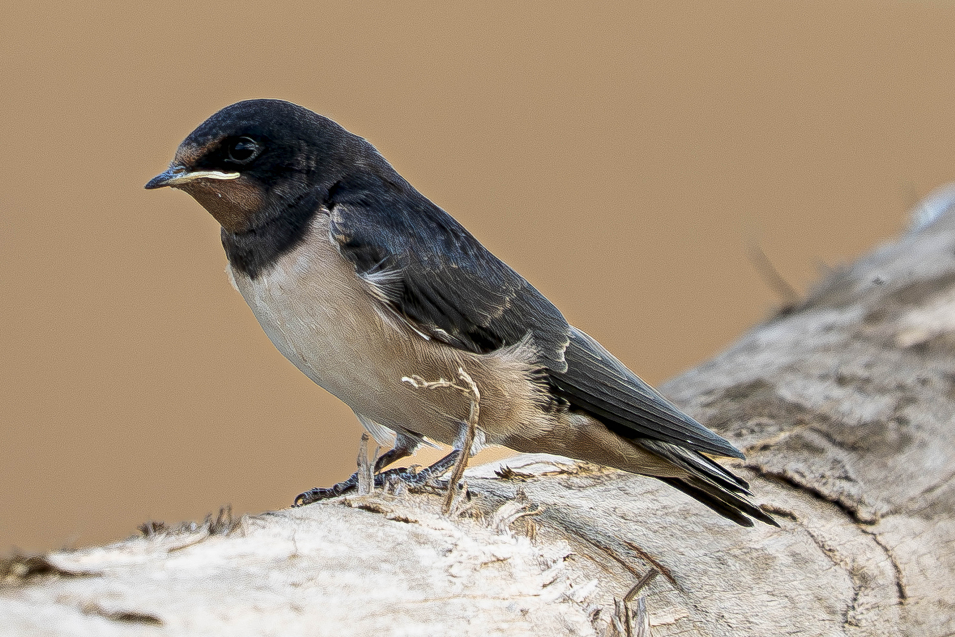 Rauchschwalbe im Detail