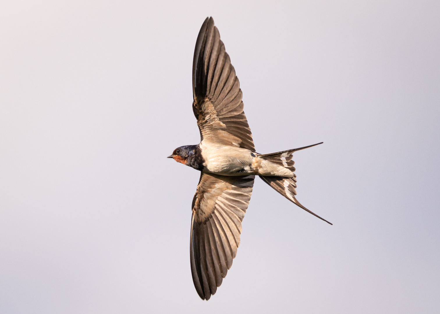 Rauchschwalbe im Flug