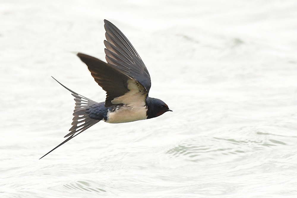 Rauchschwalbe im Flug