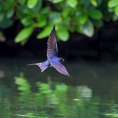 Rauchschwalbe im Flug