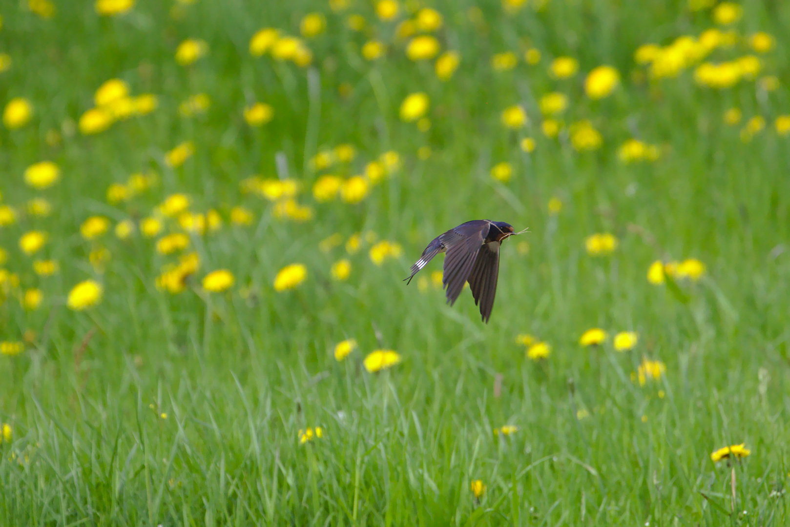 Rauchschwalbe im Flug