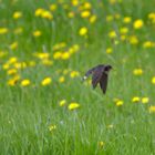 Rauchschwalbe im Flug