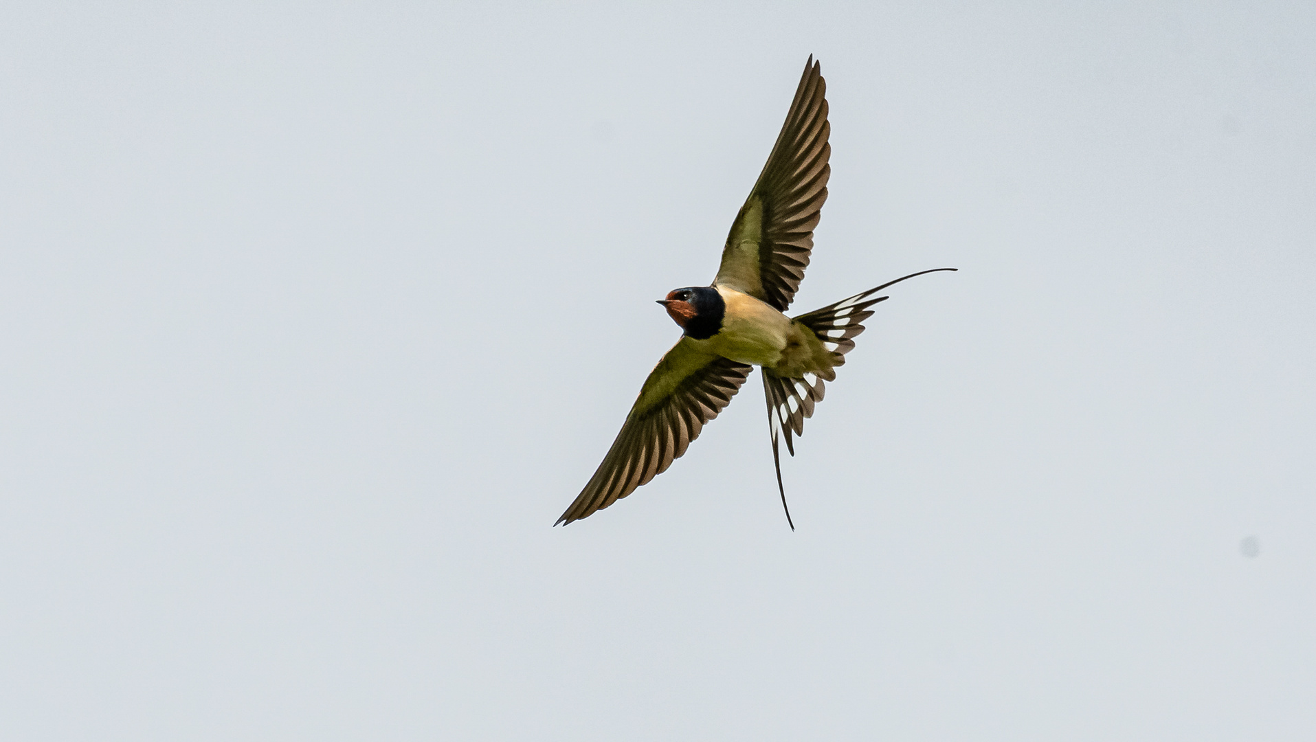 Rauchschwalbe im Flug