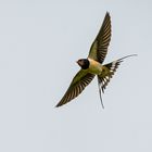 Rauchschwalbe im Flug