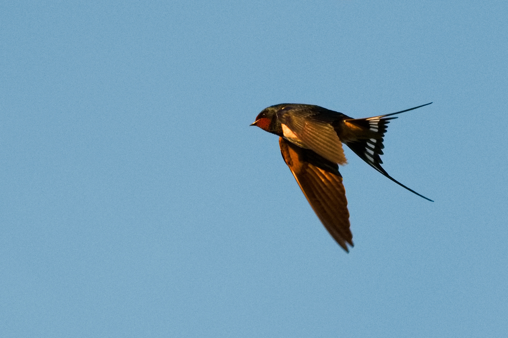 Rauchschwalbe im Flug