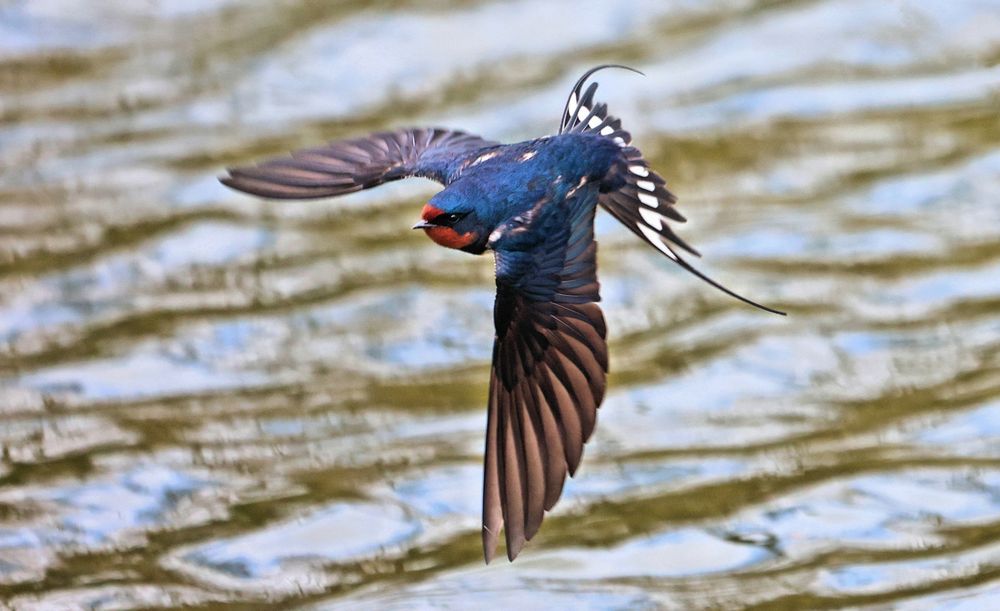 RAUCHSCHWALBE IM FLUG