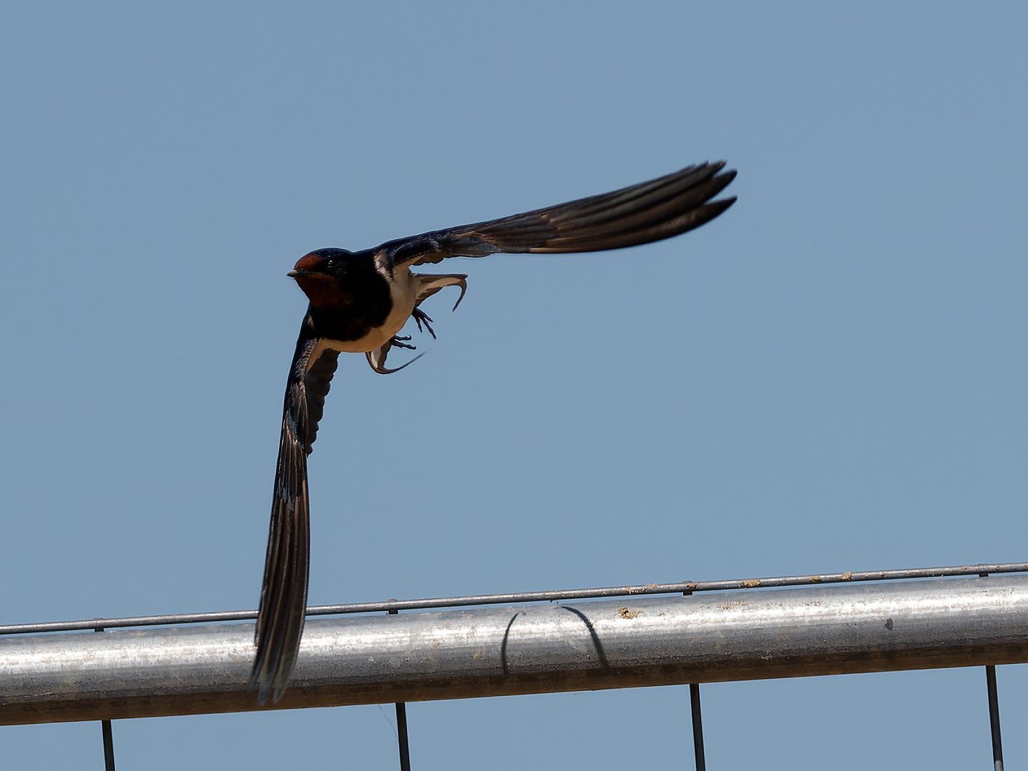 Rauchschwalbe im Flug 