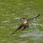 Rauchschwalbe im Flug beim Fliegenfangen