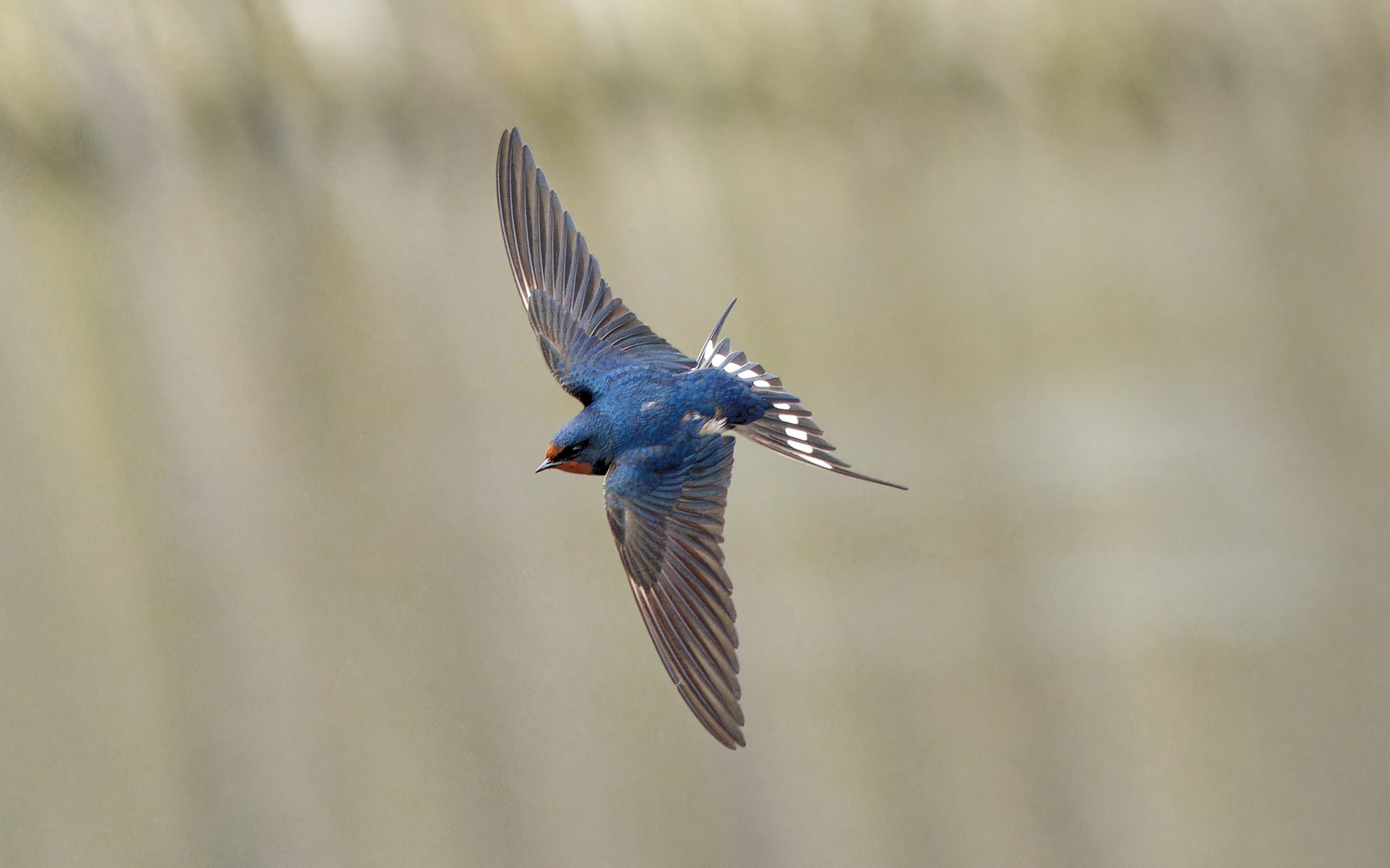 Rauchschwalbe im Flug 