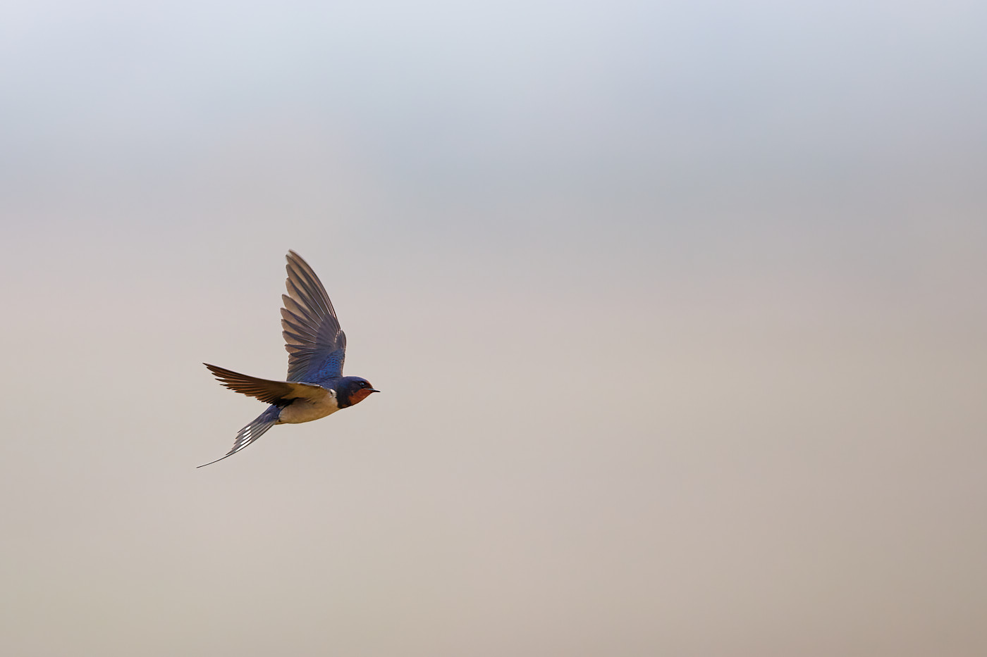 Rauchschwalbe im Flug